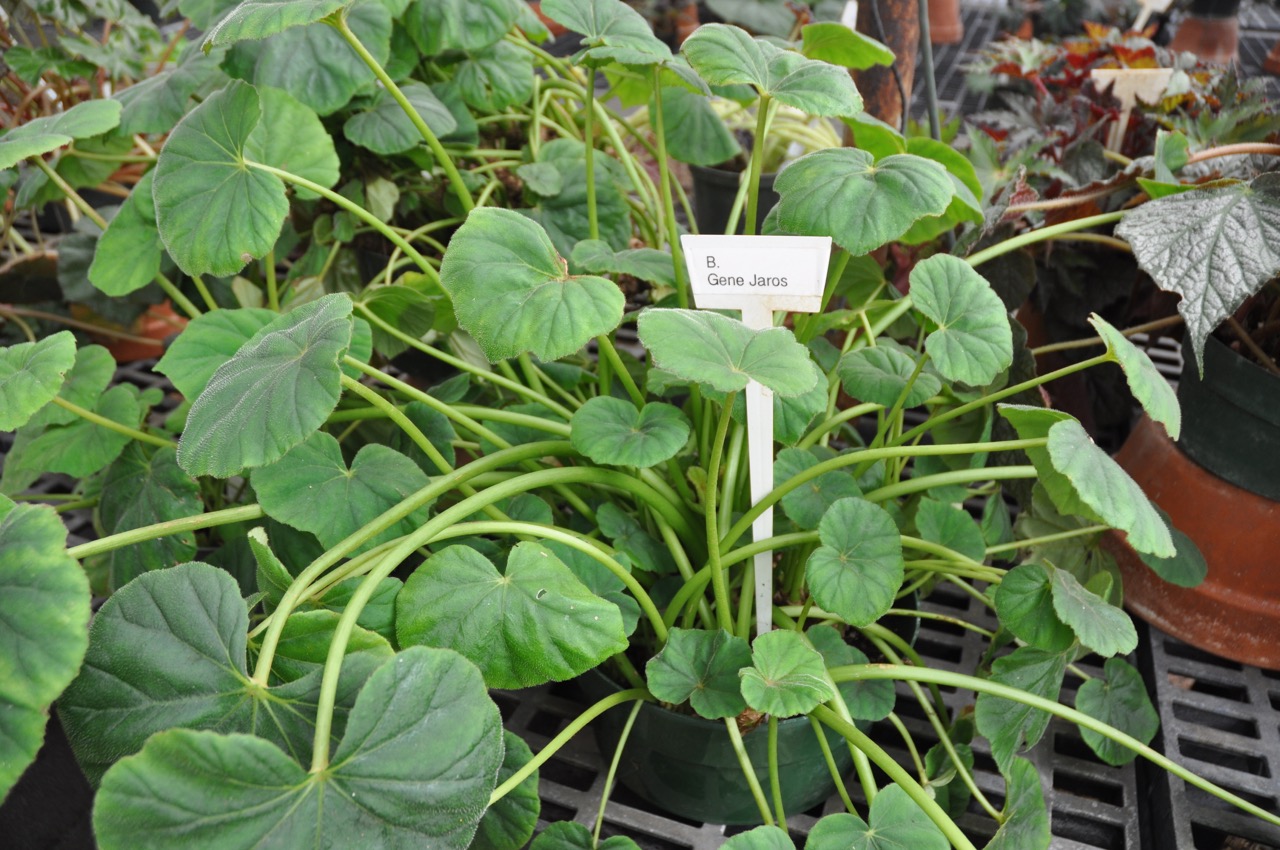 B. ‘Gene Jaros’